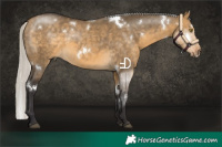 Horse Color:White Spotted Silver Buckskin Dun Rabicano 
