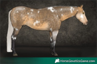 Horse Color:White Spotted Silver Buckskin Dun Rabicano 