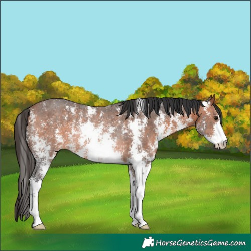 Horse Color:Bay Sabino Rabicano