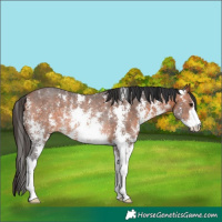 Horse Color:Bay Sabino Rabicano 