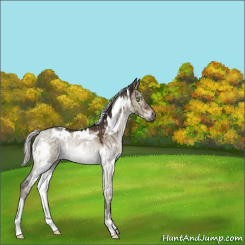 Horse Color:White Spotted Silver Brown Dun Mushroom Brindle 