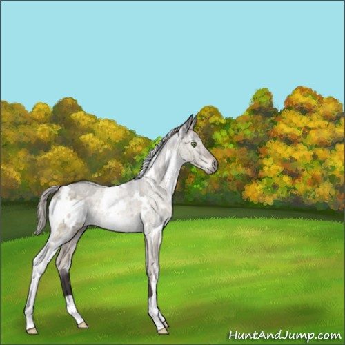 Horse Color:White Spotted Silver Brown Dun Mushroom Brindle 