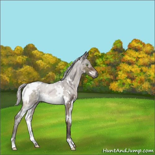 Horse Color:White Spotted Silver Brown Dun Mushroom Brindle