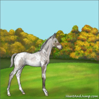 Horse Color:White Spotted Silver Brown Dun Mushroom Brindle 