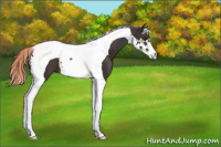 Horse Color:Liver Chestnut Splash Tobiano 