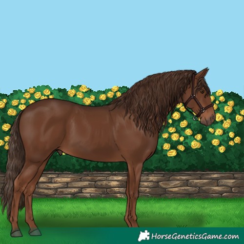 Horse Color:Liver Chestnut 