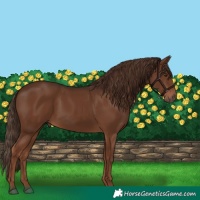 Horse Color:Liver Chestnut 