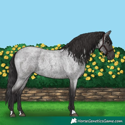 Horse Color:Smoky Blue Roan 