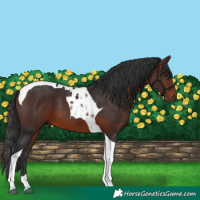 Horse Color:Brown Tobiano 