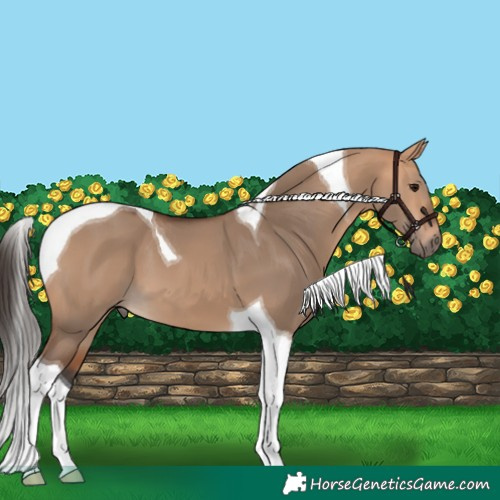 Horse Color:Bay Dun Tobiano 
