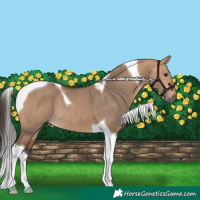 Horse Color:Bay Dun Tobiano 