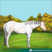 Horse Color:White Spotted Buckskin Dun Tobiano 