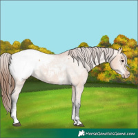 Horse Color:Bay Dun Sabino Snowcap Rabicano 