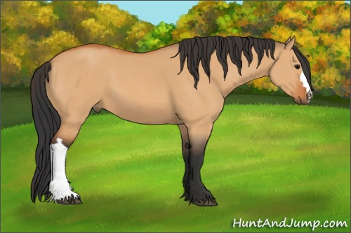 Horse Color:Bay Dun