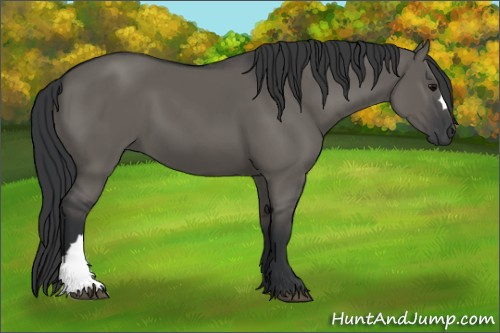 Horse Color:Grullo
