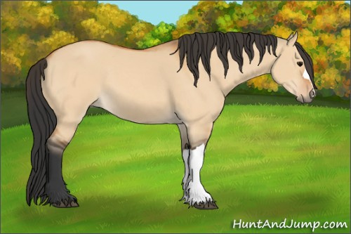 Horse Color:Bay Dun