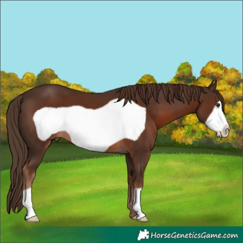 Horse Color:Liver Chestnut Frame 