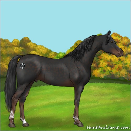 Horse Color:Liver Chestnut Tobiano 