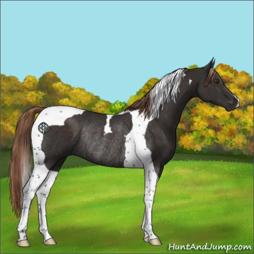 Horse Color:Liver Chestnut Tobiano Rabicano 