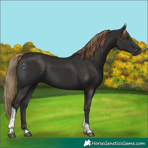 Horse Color:Liver Chestnut Tobiano 