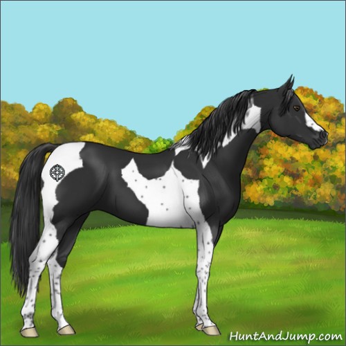 Horse Color:Liver Chestnut Tobiano 