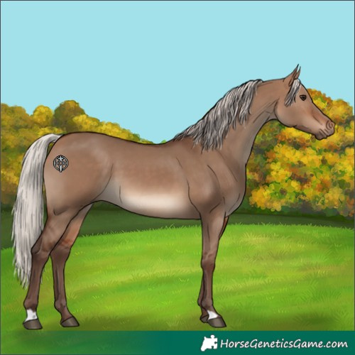Horse Color:Silver Brown Dun 