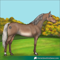 Horse Color:Silver Brown Dun 