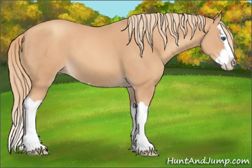 Horse Color:Gold Champagne Splash 
