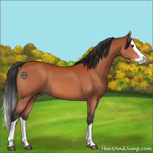 Horse Color:Bay Splash 