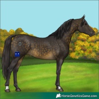 Horse Color:Buckskin 