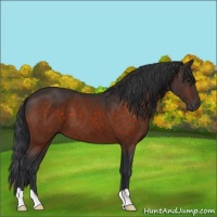 Horse Color:Brown 