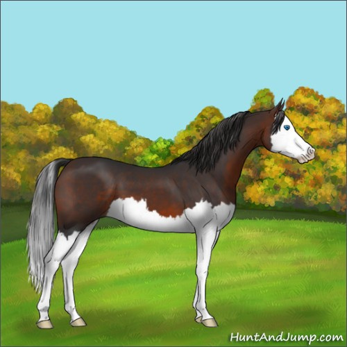 Horse Color:Brown Splash 