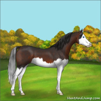 Horse Color:Brown Splash 