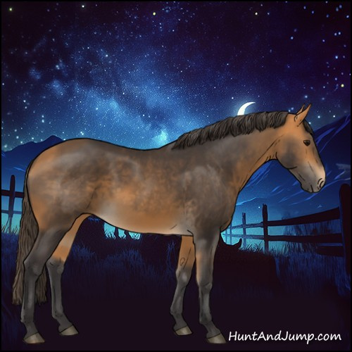 Horse Color:Buckskin 