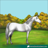 Horse Color:Gray Grullo 