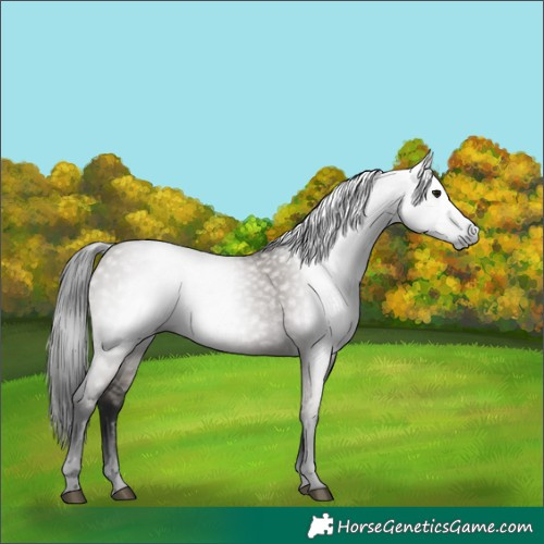Horse Color:Gray Grullo 