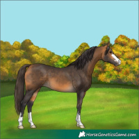 Horse Color:Buckskin 