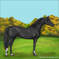 Horse Color:Black 
