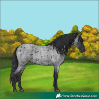 Horse Color:Blue Roan 