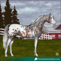 Horse Color:Brown Sabino Splash Tobiano Appaloosa 
