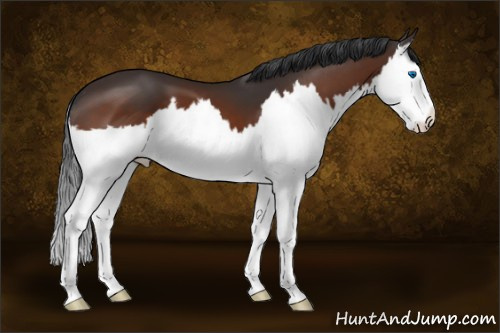 Horse Color:Brown Splash 