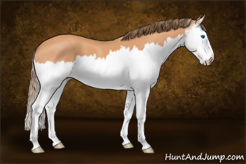 Horse Color:Gray Perlino Splash 