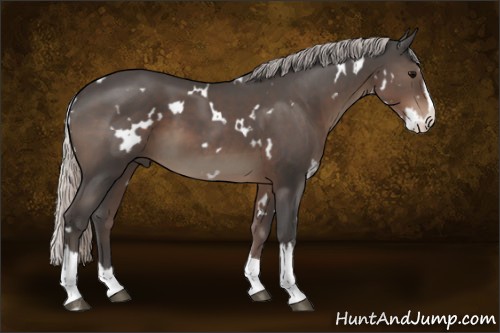 Horse Color:White Spotted Silver Black Splash 