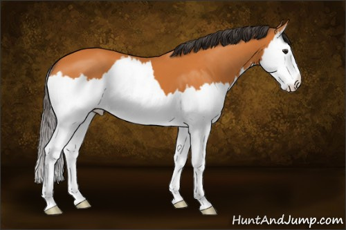 Horse Color:Buckskin Splash 