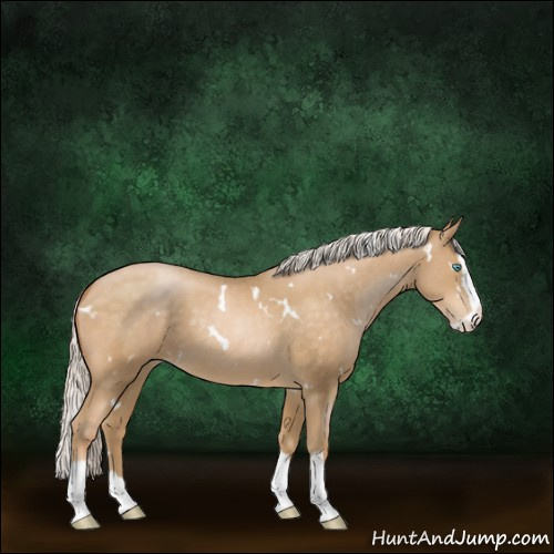 Horse Color:White Spotted Silver Buckskin Pearl Sabino Splash 