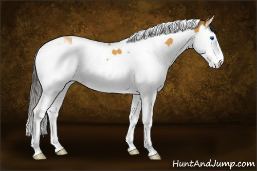 Horse Color:Buckskin Splash Tobiano 