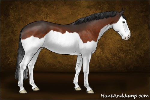 Horse Color:Brown Splash 