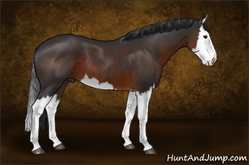 Horse Color:Brown Splash 