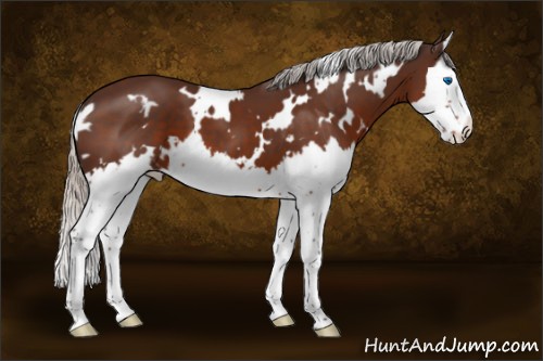 Horse Color:White Spotted Silver Brown Splash 