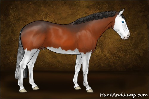 Horse Color:Brown Splash 
